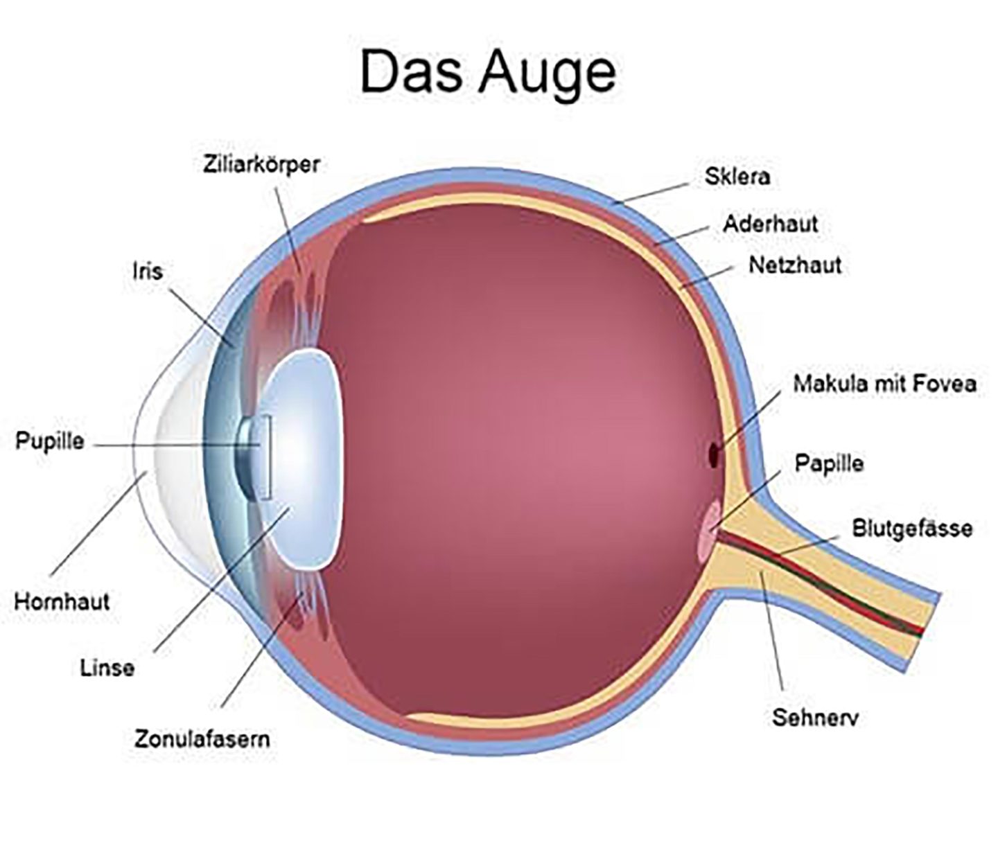 Bild von einem Auge: Capturing the Essence of Vision